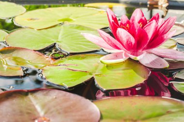 Kurbağa ve zambak çiçeği. Kurbağa ve zambak çiçeği olan bir gölet..