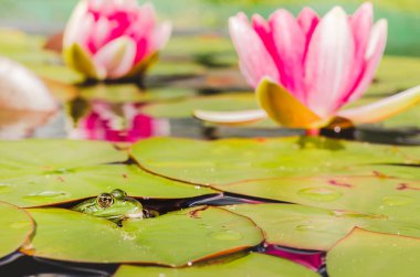 Kurbağa. Kurbağa, nilüfer çiçeğinin yakınındaki bir gölette sudan dışarı bakar.. 