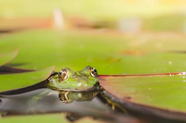 Frog. Green frog looks out of lily leaves. Frog portrait in wate