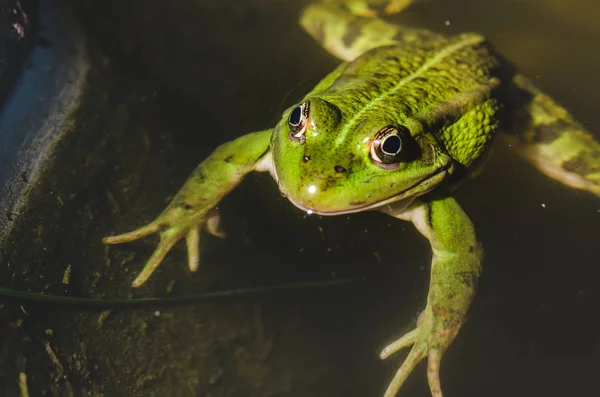green frog lies on water/green frog lies on water, top view