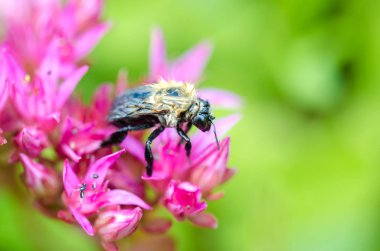 Çizgili sinek Sedum 'un menekşe çiçeğinin üzerinde oturur. Yakın çekim..