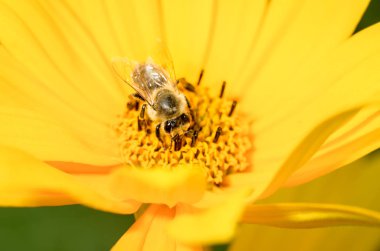 Honeybee pollinates a yellow flower. Closeup. Pollinations of co
