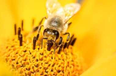 Arı. Arı, Heliopsis çiçeğini döller. Kavrama polenleri