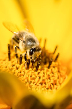Arı. Arı, Heliopsis 'in sarı çiçeğini tozlaştırır. - Yakın çekim. P