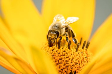 Arı. Arı, Heliopsis çiçeğini döller. Kavrama polenleri