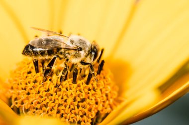 Arı. Arı, Heliopsis 'in sarı çiçeğini tozlaştırır. - Yakın çekim. P