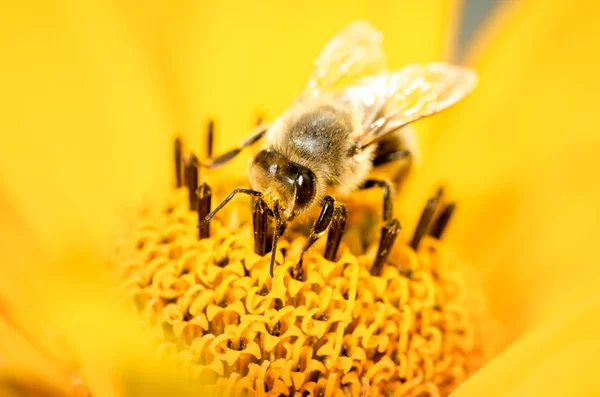 Bijen. De bij bestuift een gele bloem van Heliopsis. Een close-up. P — Stockfoto