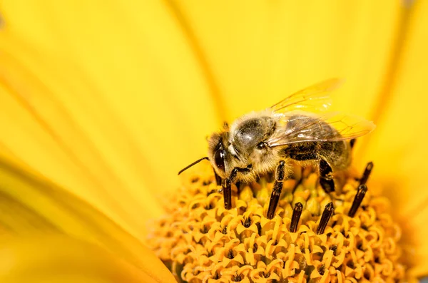 Honingbij bestuift een gele bloem van heliopsis. Een close-up. Polli — Stockfoto