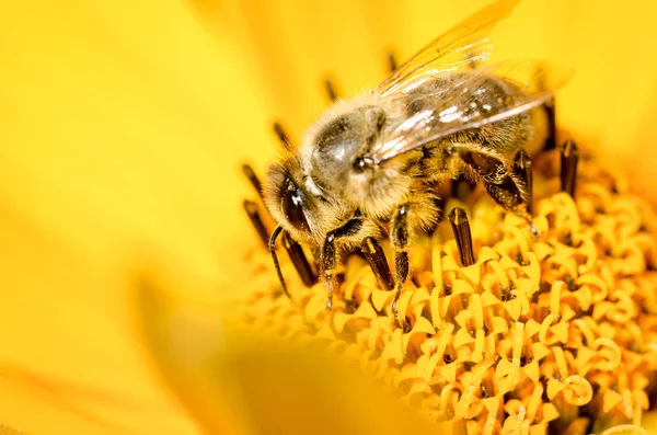 Bijen. De bij bestuift een gele bloem van Heliopsis. Een close-up. P — Stockfoto