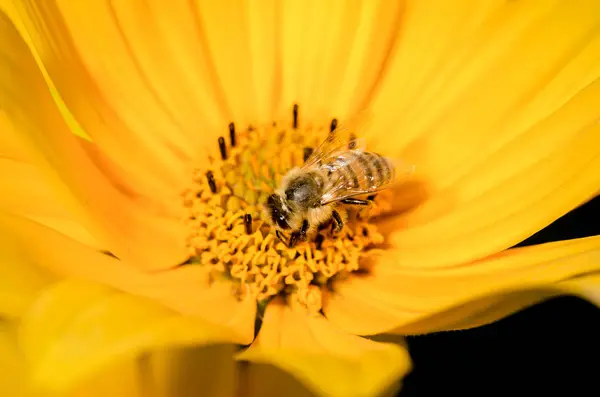 Bee. The bee pollinates Heliopsis flower. Pollinations of concep — Stock Photo, Image