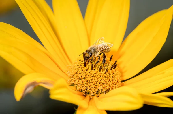 Bee. The bee pollinates Heliopsis flower. Pollinations of concep — Stock Photo, Image