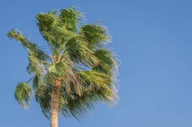 Mavi gökyüzünün arka planında yeşil palmiye ağaçları, doğal Ian