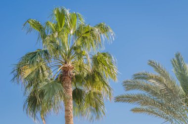 Mavi gökyüzünün arka planında yeşil palmiye ağaçları, doğal manzara