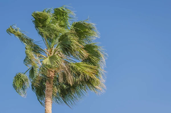 蓝天背景下的绿色棕榈树，天然蓝 — 图库照片