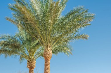 Mavi gökyüzünün arka planında palmiye ağaçları, güneşli bir gün, güzel
