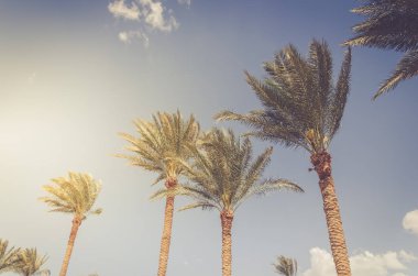 Güzel palmiye ağaçları mavi gökyüzünün arka planında