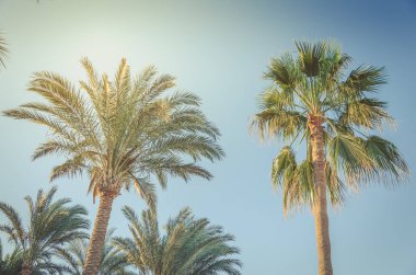Güzel palmiye ağaçları mavi gökyüzünün arka planında