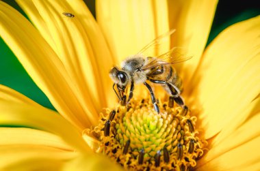 Bal arısı sarı bir çiçek / yakın plan tozlaştırıyor. Kavram polenleri.