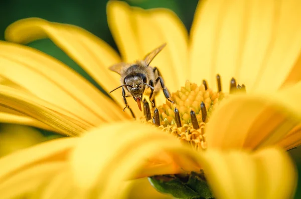 Bee Pollinates Yellow Flower Bee Pollinates Yellow Flower Pollinations Concept — Stock Photo, Image