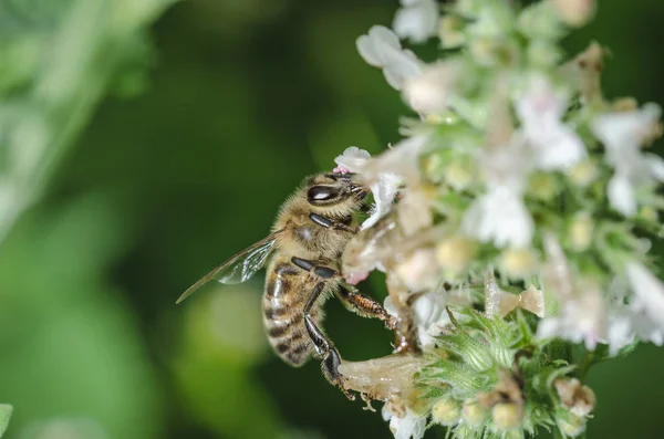 stock image bee pollinates a flower/bee pollinates a flower, Pollinations of concept.