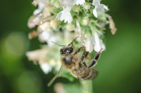 Biene Bestäubt Eine Blume Biene Bestäubt Eine Blume Bestäubung Des — Stockfoto