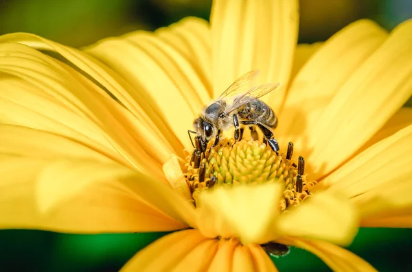 Пчела Опыляет Жёлтый Цветок Крупный План Опыление Концепции — стоковое фото