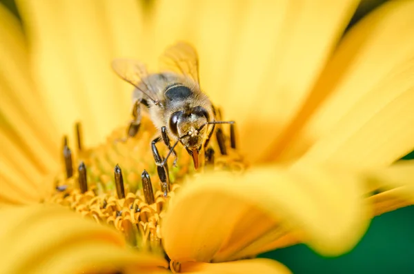 Bee Pollinates Yellow Flower Bee Pollinates Yellow Flower Selective Focus — Stock Photo, Image
