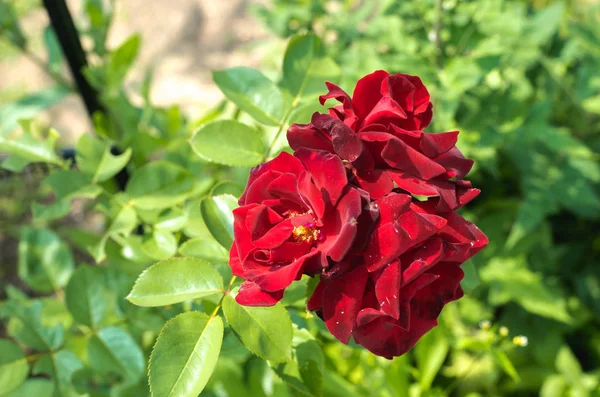 Red flower of a rose. Beautiful nature scene with blooming red flower of a rose/Beautiful red Rose blooming in summer garden.