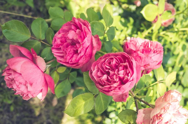 Pembe Gül. Yaz bahçesinde açan güzel pembe gül. Bir gülün pembe çiçeği. Bir gülün açan pembe çiçeğiyle güzel bir doğa sahnesi.