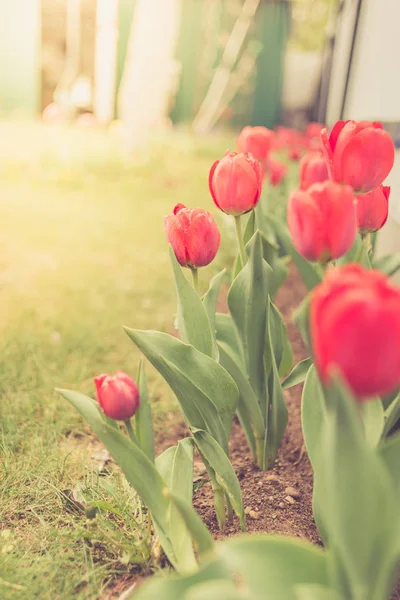 field flowers tulip. Beautiful nature scene with blooming red tulip in sun flare/row red tulips. Spring flowers. Beautiful meadow. Spring background