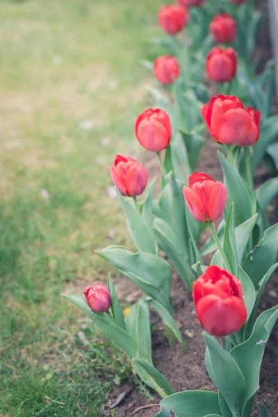 Flores Campo Tulipa Bela Cena Natureza Com Tulipa Vermelha Florescendo — Fotografia de Stock