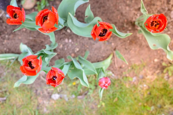 Flores Campo Tulipa Vermelha Bela Cena Natureza Com Floração Tulipa — Fotografia de Stock
