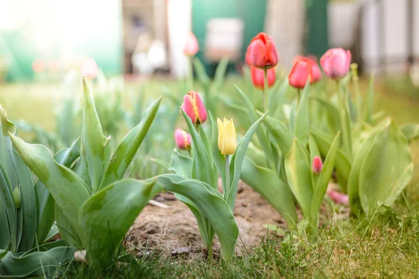 field flowers tulip. Spring flowers. Beautiful meadow/ Beautiful nature scene with blooming tulips. Spring background