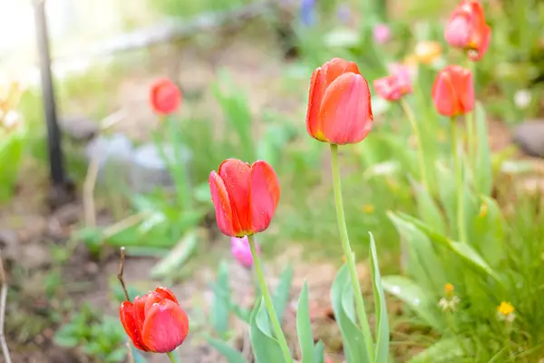 Flores Campo Tulipa Vermelha Bela Cena Natureza Com Floração Tulipa — Fotografia de Stock
