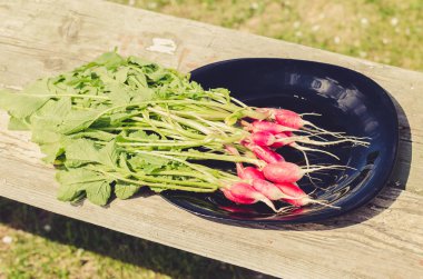 Sağlıklı turpları bahçeye, turpları siyah bir kaseye, beyaz arka planda üst manzaraya yerleştirin.