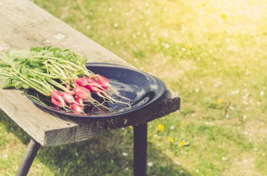 Bahçedeki beyaz bir bankta siyah bir kasede turp. Bahçedeki taze bir turp. Ayarlanmış