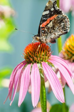 Kelebek güzel pembe bir çiçeğin üzerinde oturur. Güzel, parlak bir kelebek bir çiçeğin üzerinde oturur. Güzel vahşi yaşam geçmişi