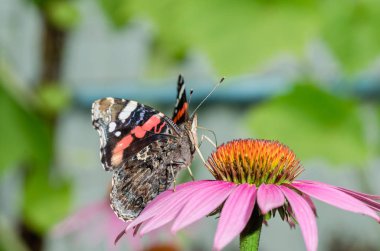 Kelebek güzel pembe bir çiçeğin üzerinde oturur. Güzel, parlak bir kelebek bir çiçeğin üzerinde oturur. Güzel vahşi yaşam geçmişi