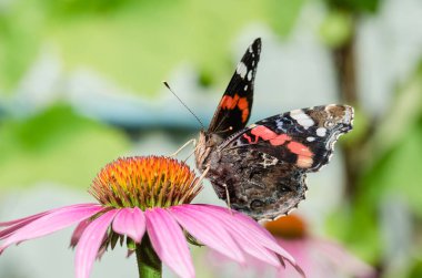 Kelebek çiçek üzerindeki tozlaşır / güzel kelebek parlak bir ekinezya çiçeğindeki tozlaşır