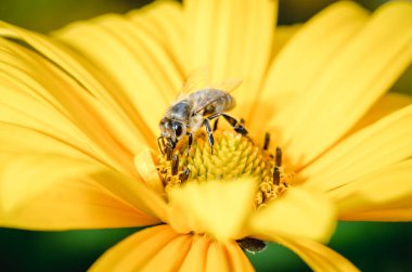 Arı sarı bir çiçeği döller / arı sarı bir çiçeği döller, seçici bir odak