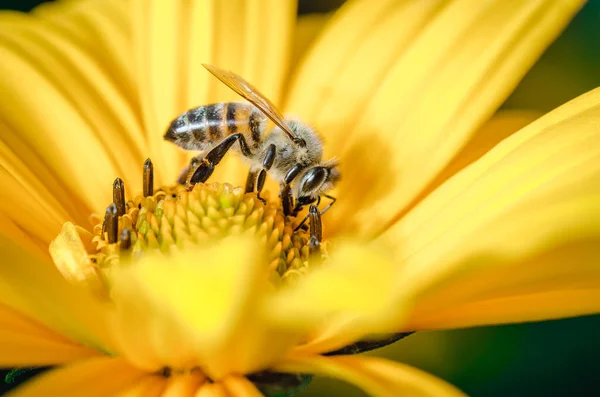 Honeybee Pollinates Yellow Flower Closeup Pollinations Concept — Stock Photo, Image