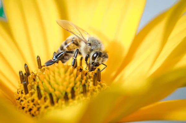 Bee Pollinates Yellow Flower Bee Pollinates Yellow Flower Selective Focus — Stock Photo, Image