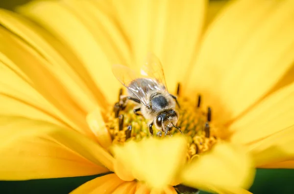 Bee Pollinates Yellow Flower Bee Pollinates Yellow Flower Pollinations Concept — Stock Photo, Image