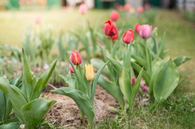 Çiçek tarlası laleleri. Bahar arka planı. Güzel çayır / Çiçek açan lalelerle güzel doğa sahnesi.