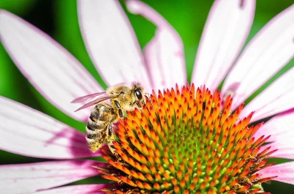 single bee on a flower/bee pollinates summer echinacea purpure