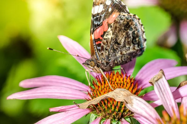Butterfly Pollinates Flower Beautiful Butterfly Pollinates Bright Echinacea Flower — Stock Photo, Image