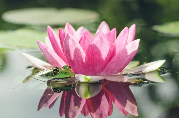 Green Frog Sitting Pink Lily Pond Frog Flower Lily Beautiful — Stock Photo, Image