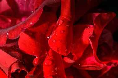 Güzel kırmızı gül çiçek açıyor. Arkaplanda yağmur damlaları olan gül çiçekleri. Güllerin açtığı kırmızı çiçekli güzel doğa manzarası..