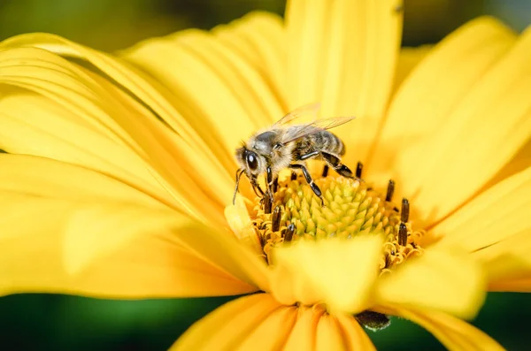 Пчела Опыляет Желтый Цветок Пчела Опыляет Желтый Цветок Избирательный Фокус — стоковое фото