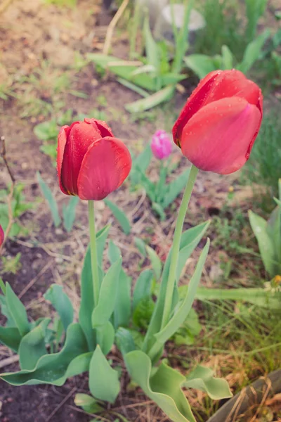 Field Fleurit Deux Tulipes Rouges Fond Printanier Belle Prairie Belle — Photo
